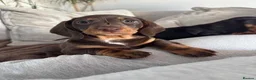 Miniature Dachshund dogs for sale: Beautiful Miniature Dachshund Puppies in Southampton - Advert 9