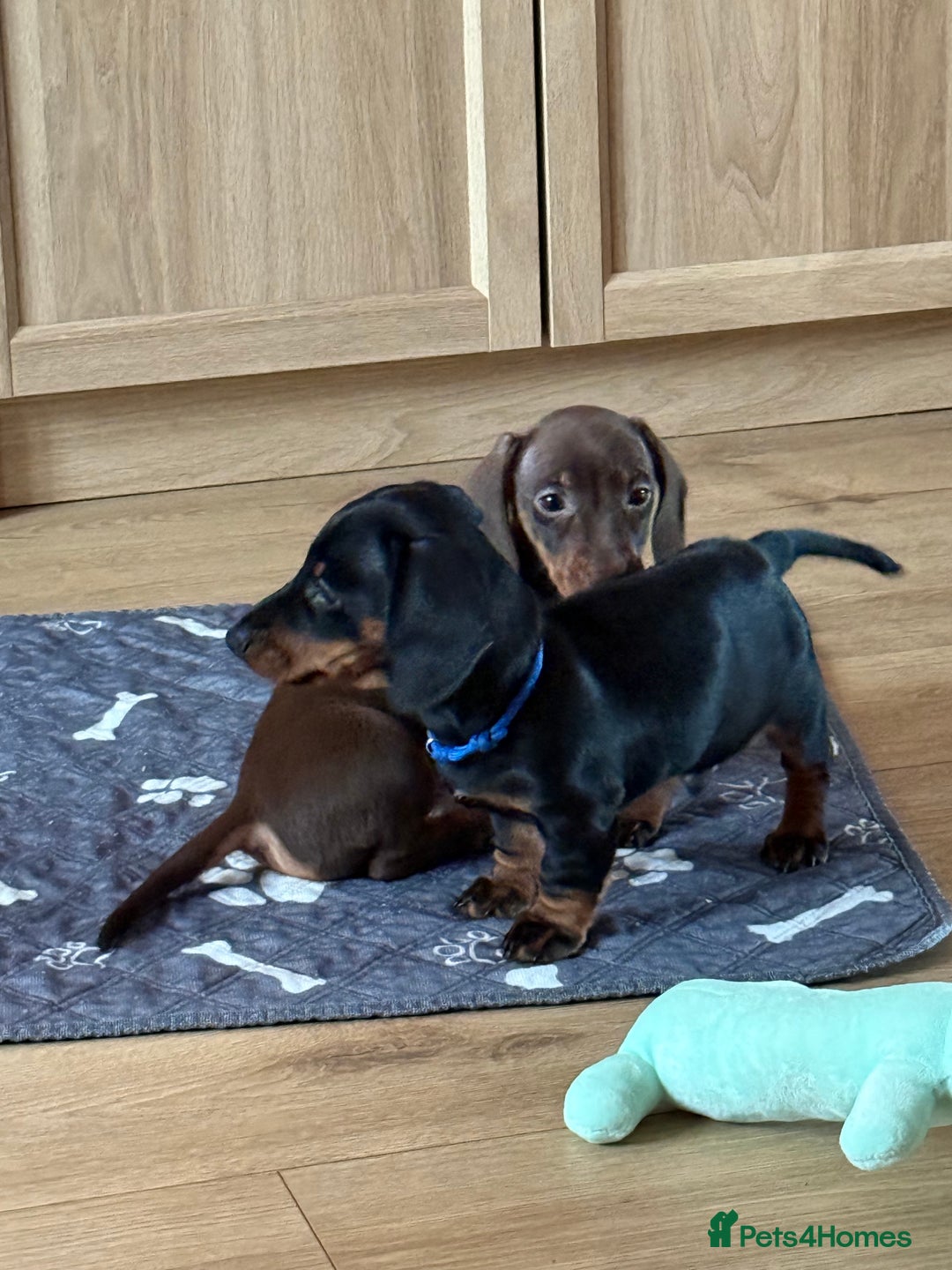 Miniature Dachshund dogs for sale: 2 x Dachshund Minis - Males - Advert 2