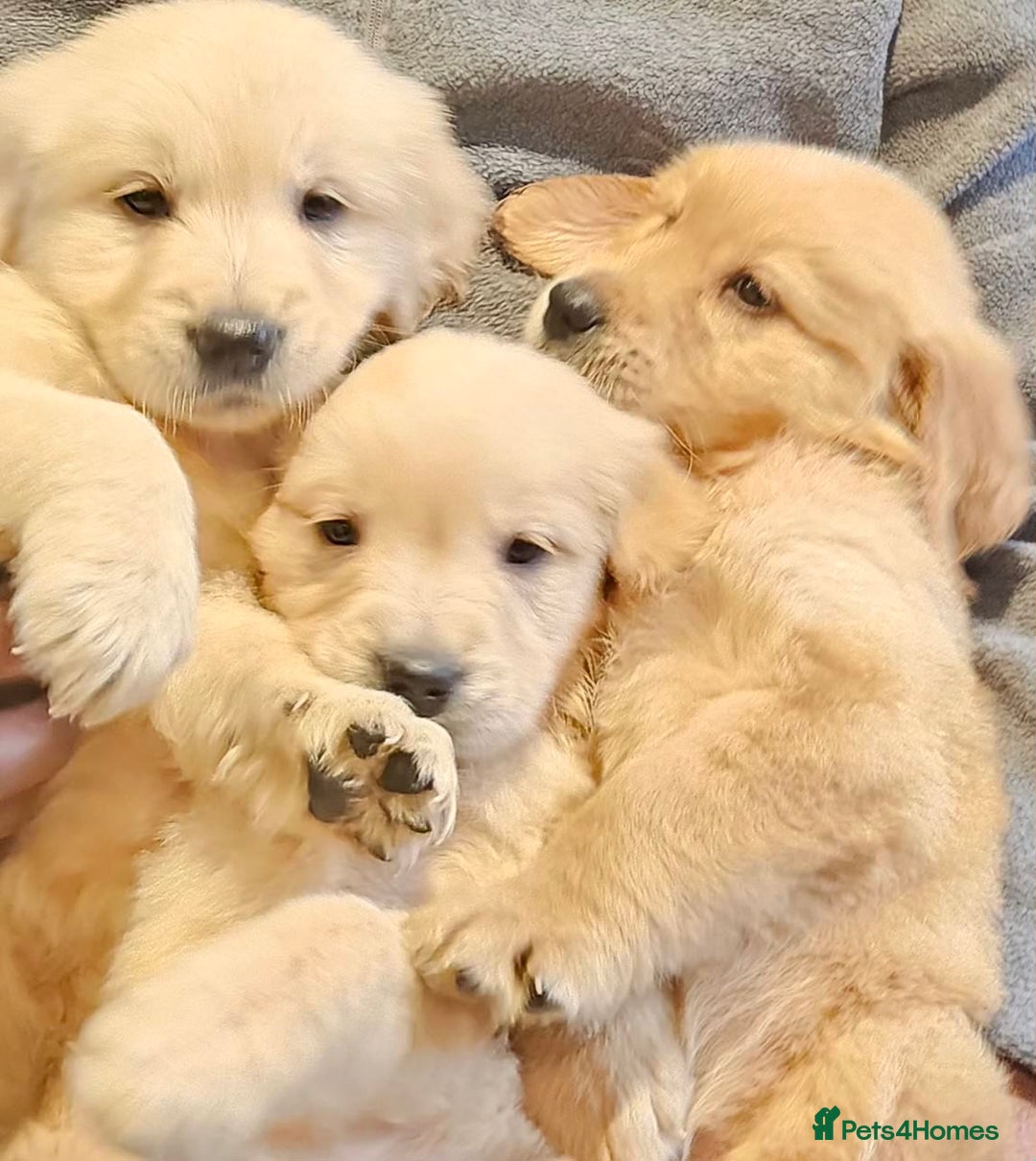 Golden Retriever dogs for sale: KC reg pedigree champion Golden Retriever pups - Advert 22