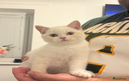 British Shorthair cats for sale: Pure British Shorthair Kittens only 1 left - Image 1