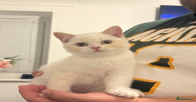 British Shorthair cats - Advert 6