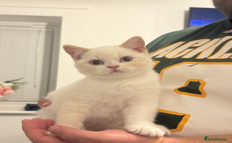 British Shorthair cats - Advert 7