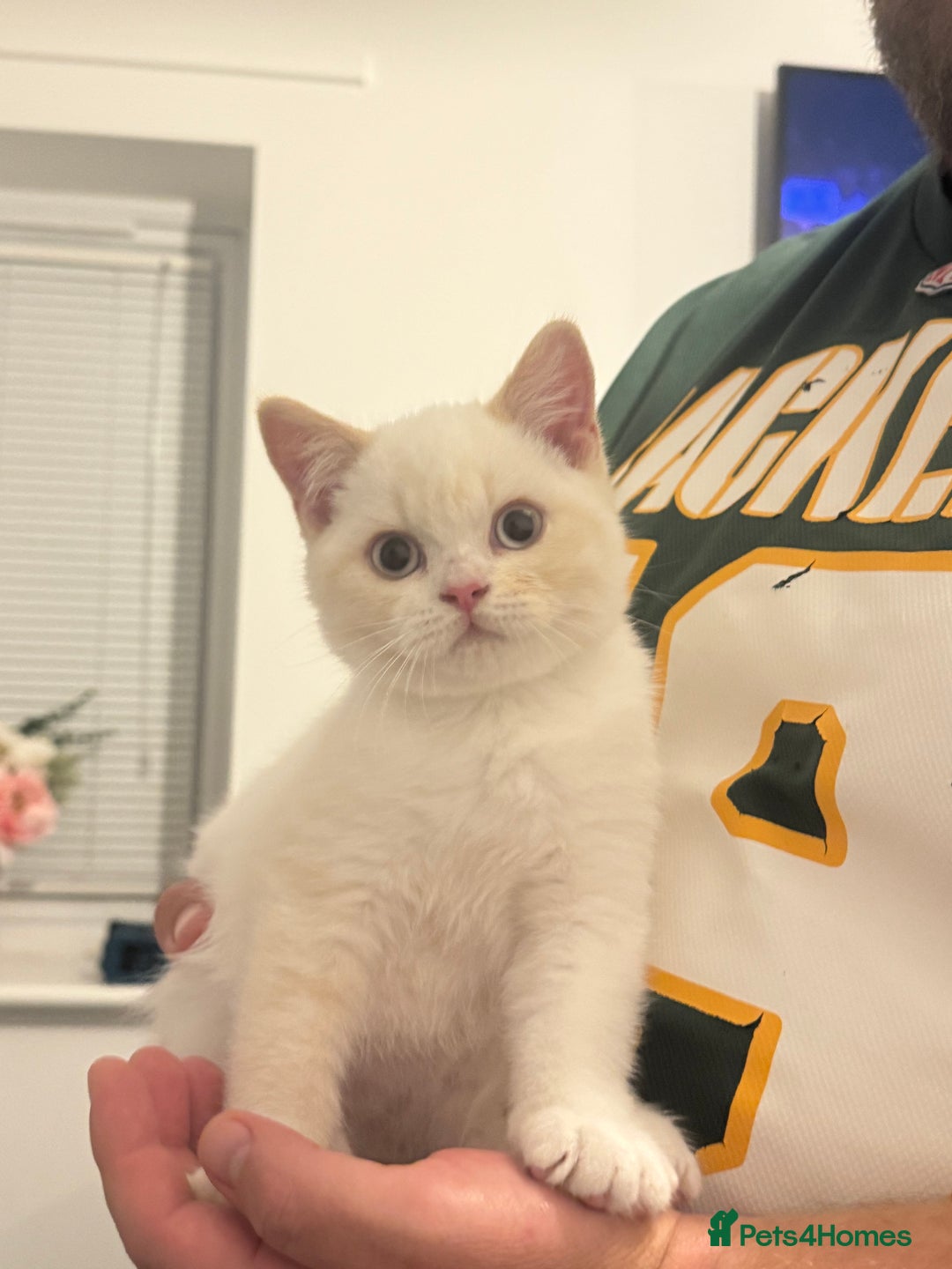 British Shorthair cats for sale: Pure British Shorthair Kittens only 1 left - Image 1