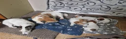 Jack Russell dogs for sale: Pedigree Jack Russell Terrier  in Filey - Advert 9
