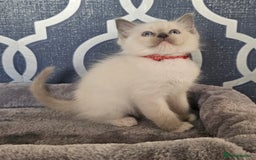Ragdoll cats for sale: STUNNING GCCF CHAMPION SIRED KITTENS  - Image 23