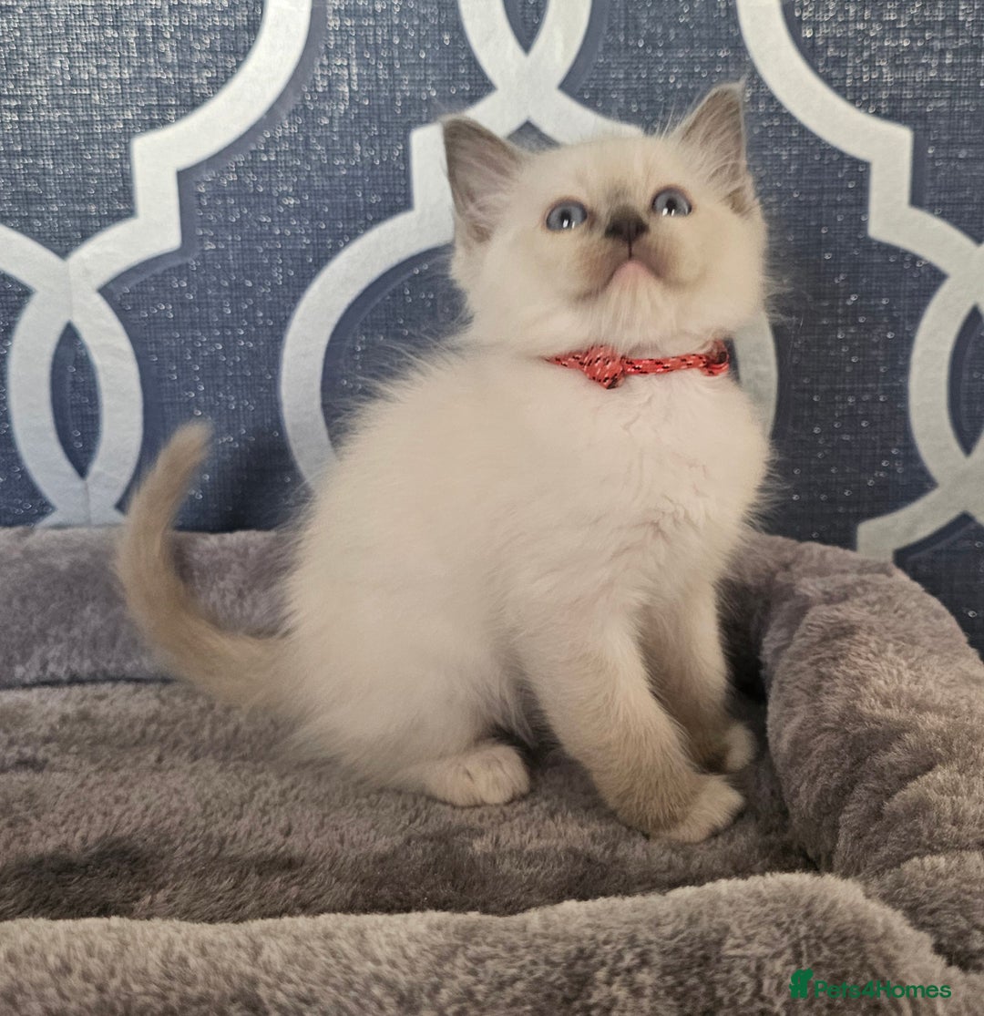 Ragdoll cats for sale: STUNNING GCCF CHAMPION SIRED KITTENS  - Image 23