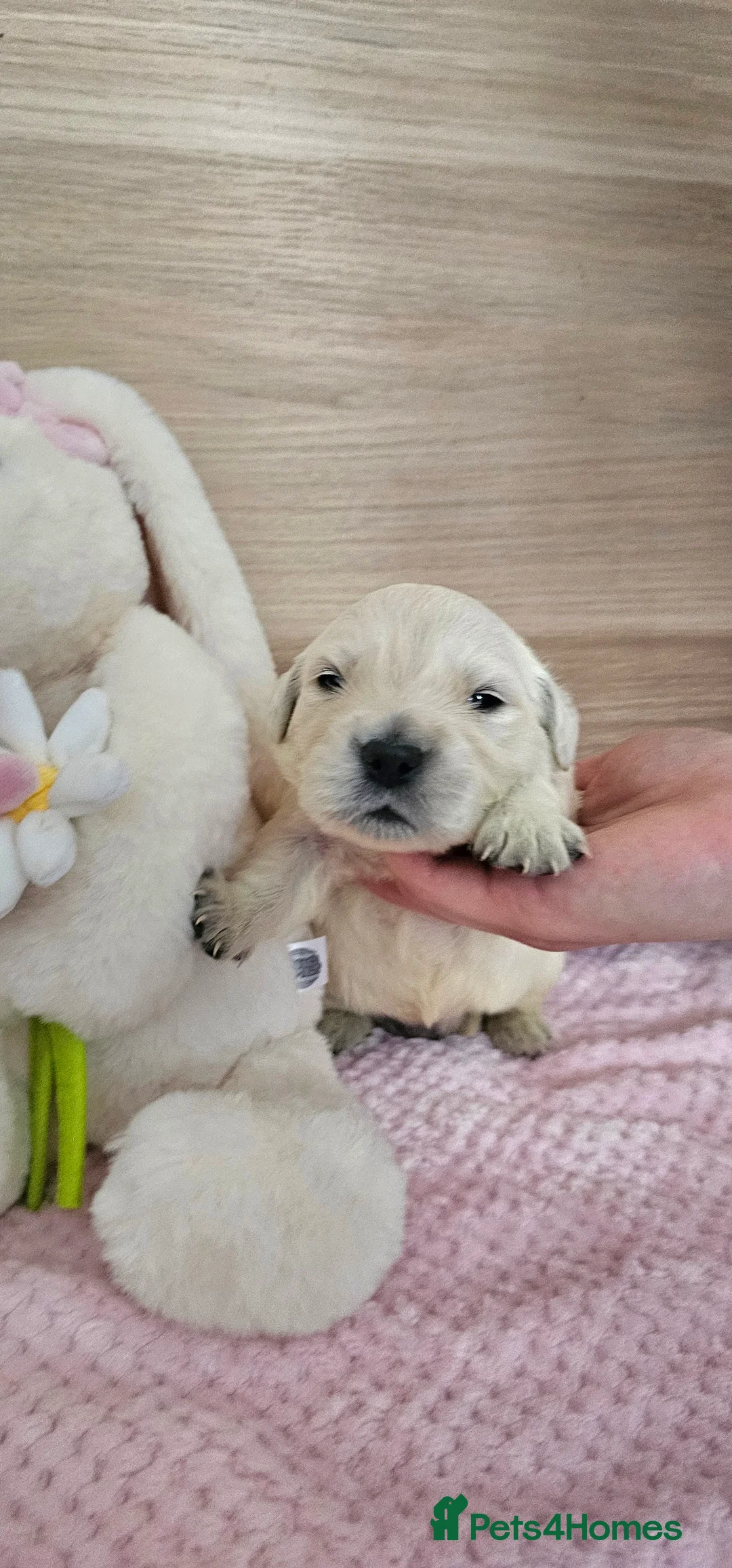Golden Retriever dogs for sale: KC Registered Showline Golden Retriever Puppies - Advert 2