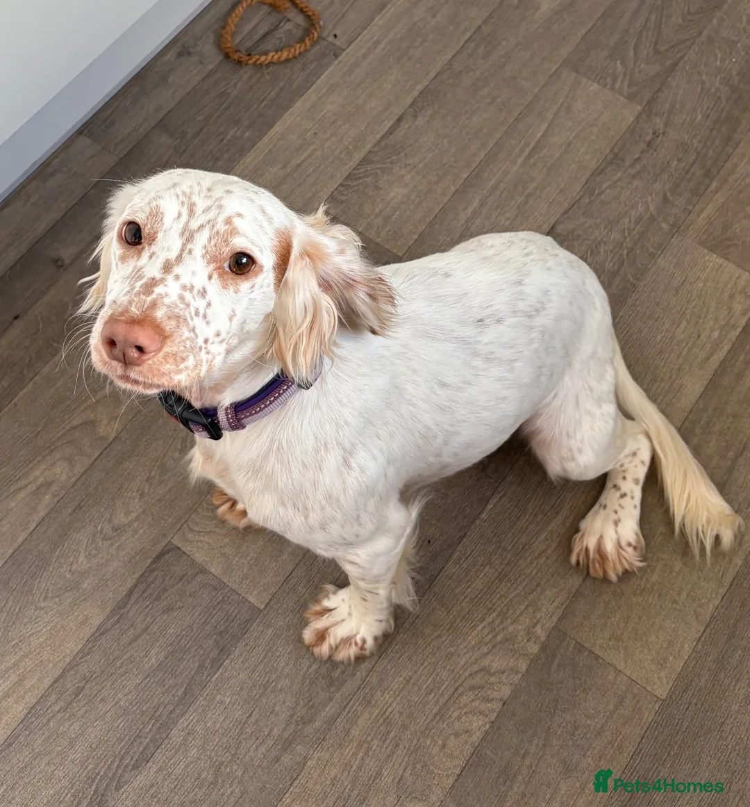 Cocker Spaniel dogs for sale: Two beautiful cocker spaniel bitches in Tewkesbury - Advert 2