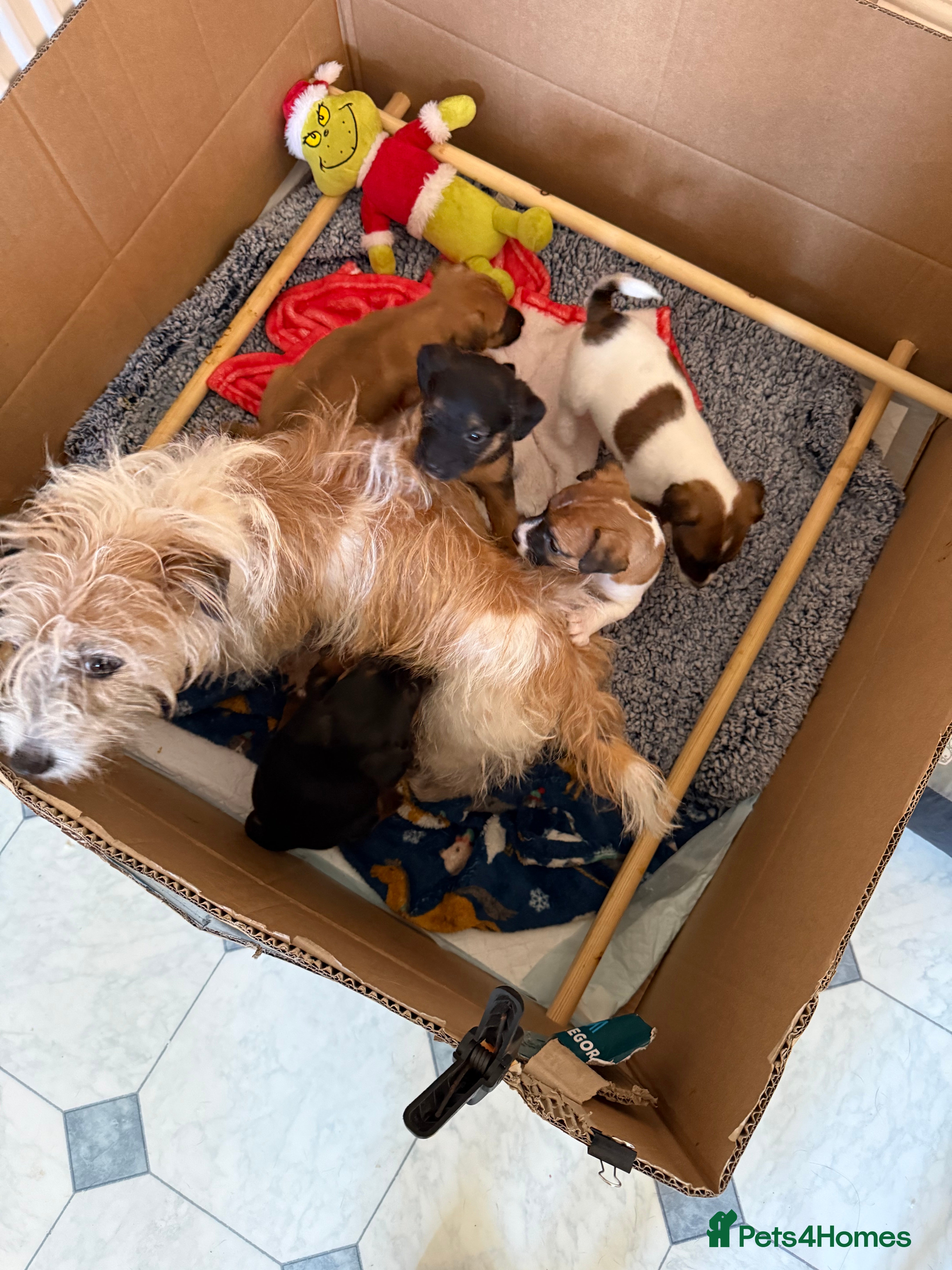 Jack Russell dogs Black and Tan Jack Russell pups - Advert 1