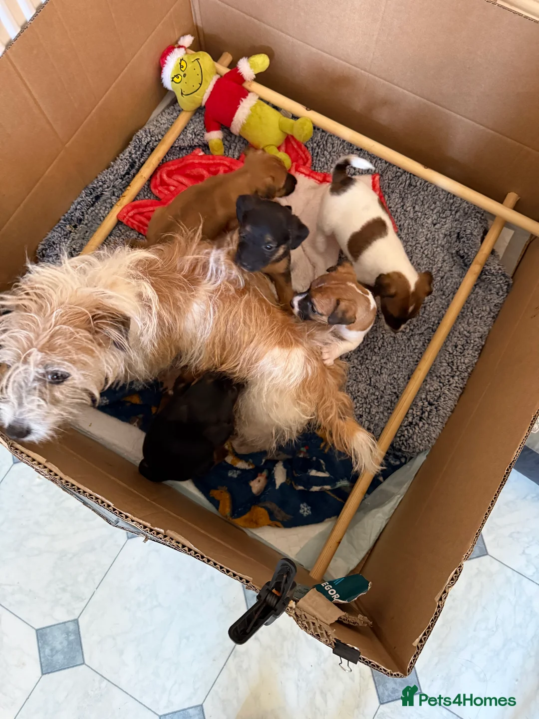 Jack Russell dogs for sale: Black and Tan Jack Russell pups - Advert 1