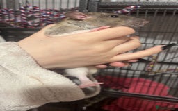 Rat rodents for sale: Male rats and cage  - Image 3