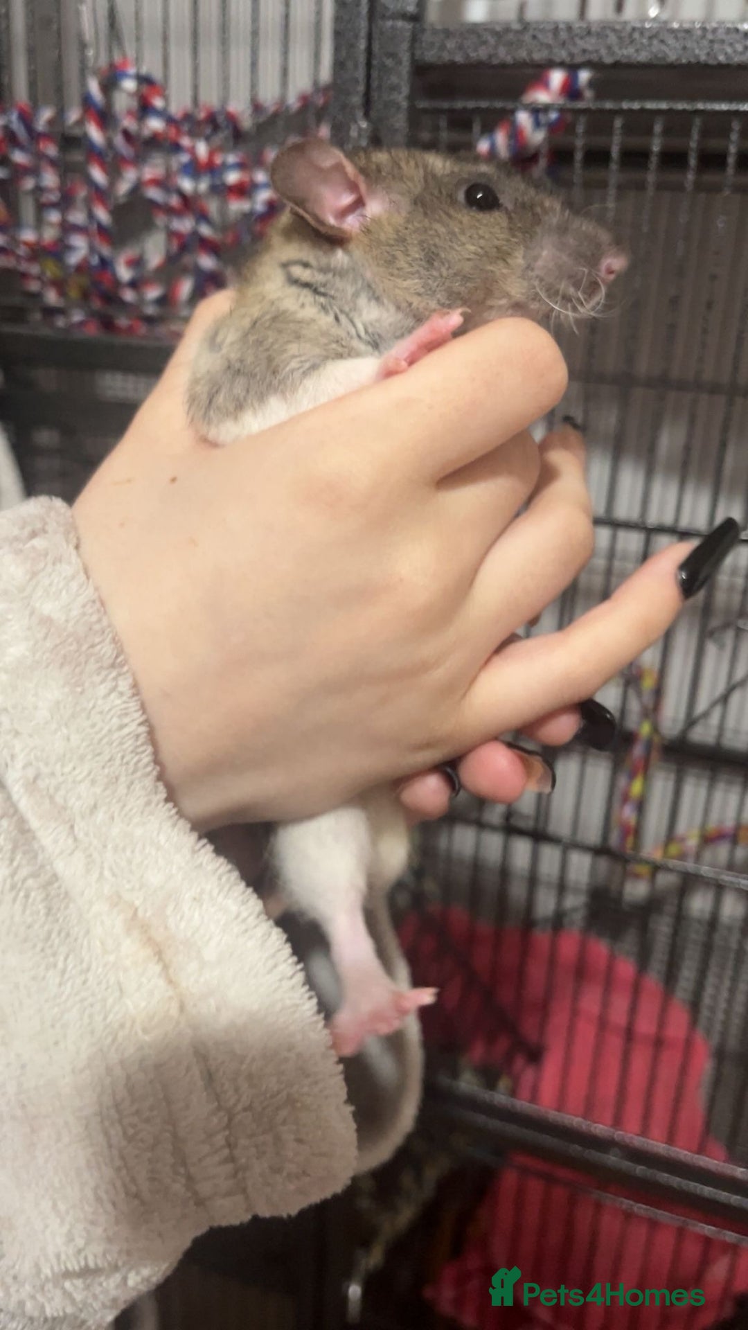 Rat rodents for sale: Male rats and cage  - Image 3