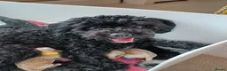 Mixed Breed dogs for sale: 3 Adorable F2B crested poos in Withernsea - Advert 1