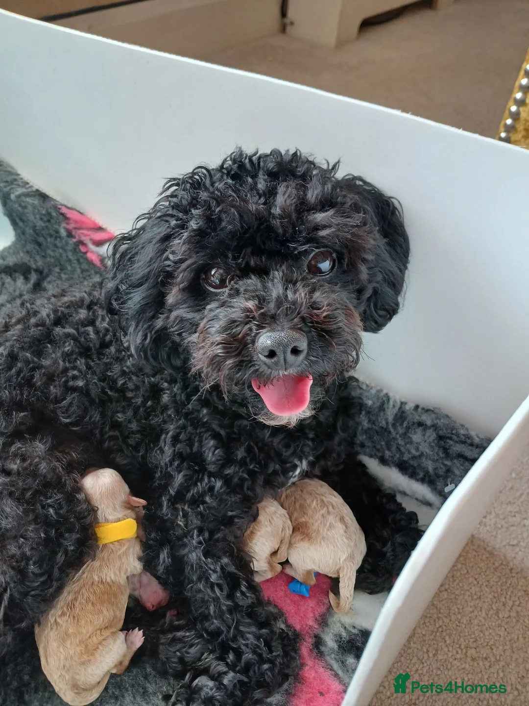 Mixed Breed dogs for sale: 3 Adorable F2B crested poos in Withernsea - Advert 1