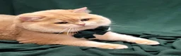 British Longhair cats for stud: BLH Golden Tipped NY12 Cheeky green 👀 stud - Advert 17
