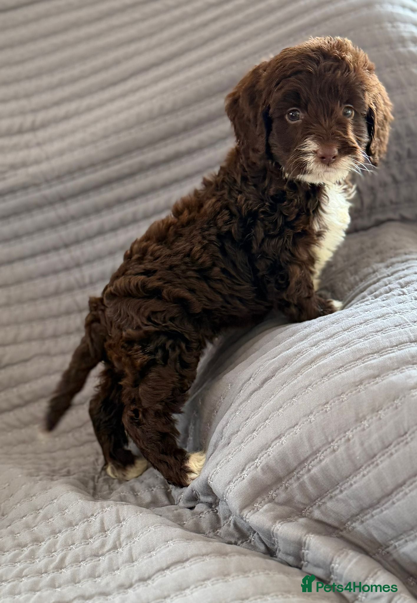 Cockapoo dogs Cockapoo puppies  - Advert 9