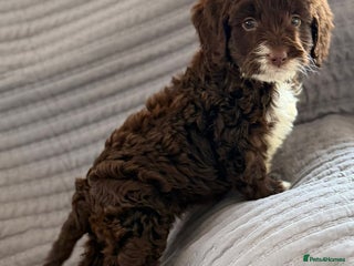 Cockapoo dogs Cockapoo puppies - Advert 1