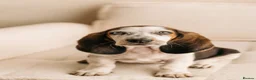 Basset Hound dogs for sale: Basset Hound looking for new home in Aberystwyth - Advert 2