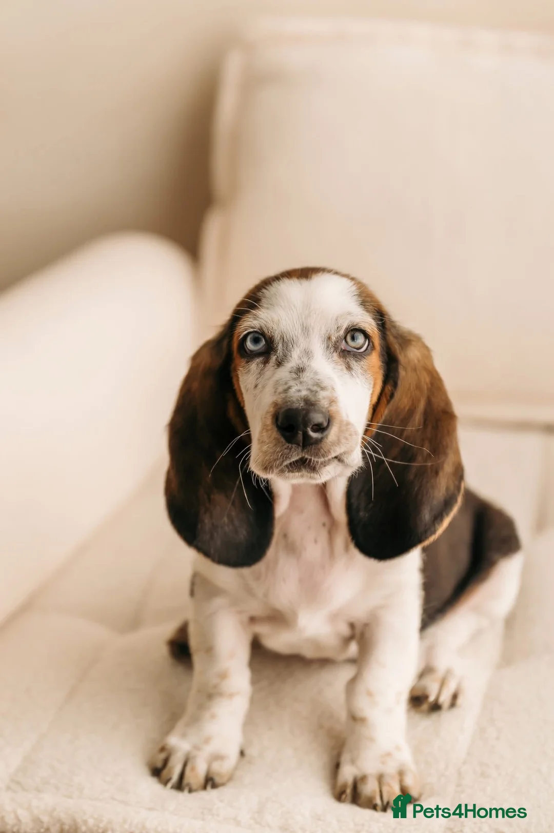 Basset Hound dogs for sale: Basset Hound looking for new home in Aberystwyth - Advert 2