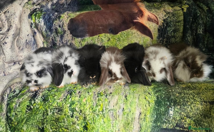 Mini Lop rabbits - Advert 9