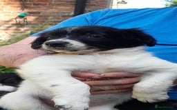 Sprollie dogs for sale: Border Collie x Springer Spaniel pups - Image 12