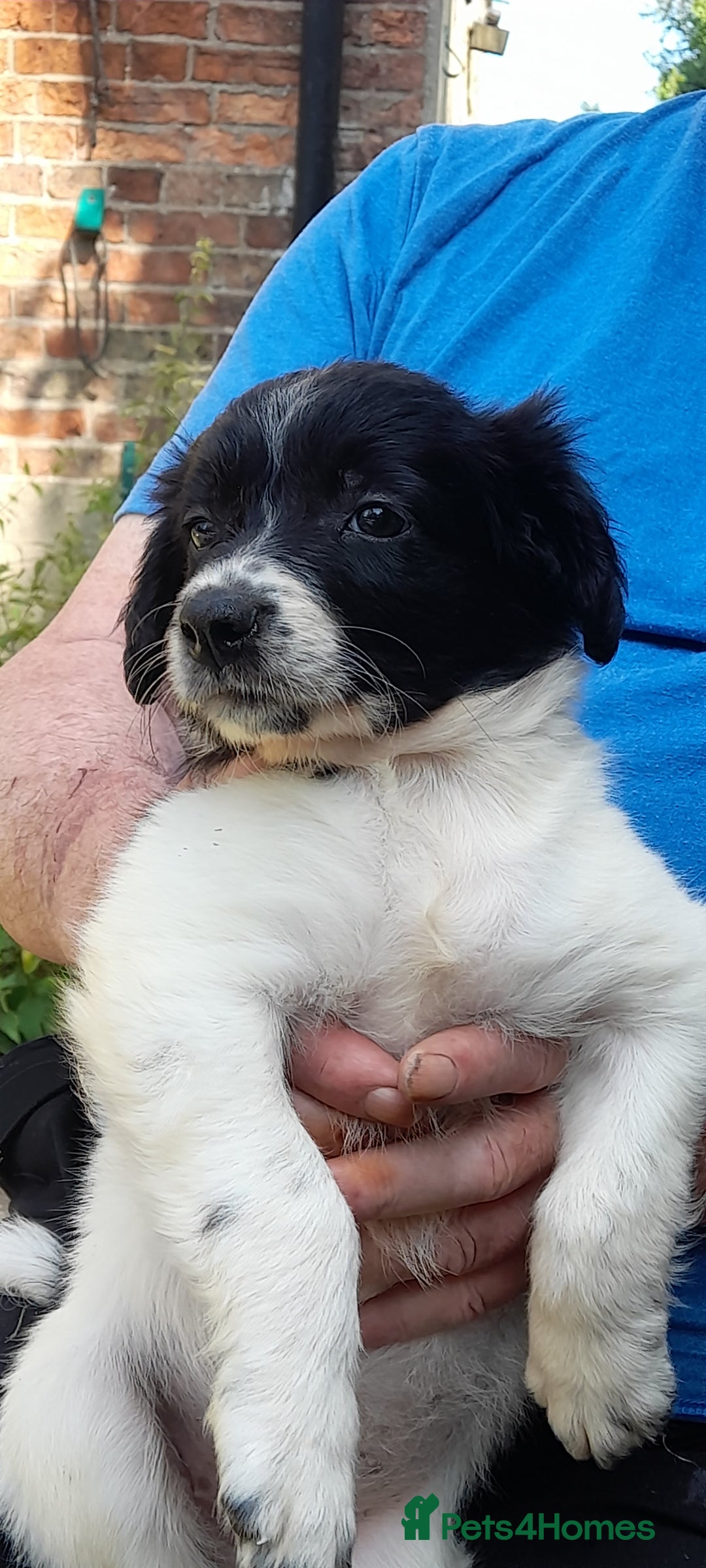 Sprollie dogs for sale: Border Collie x Springer Spaniel pups - Image 12