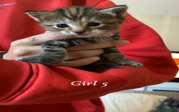Mixed Breed cats for sale: 6 mixed breed kittens - Image 6
