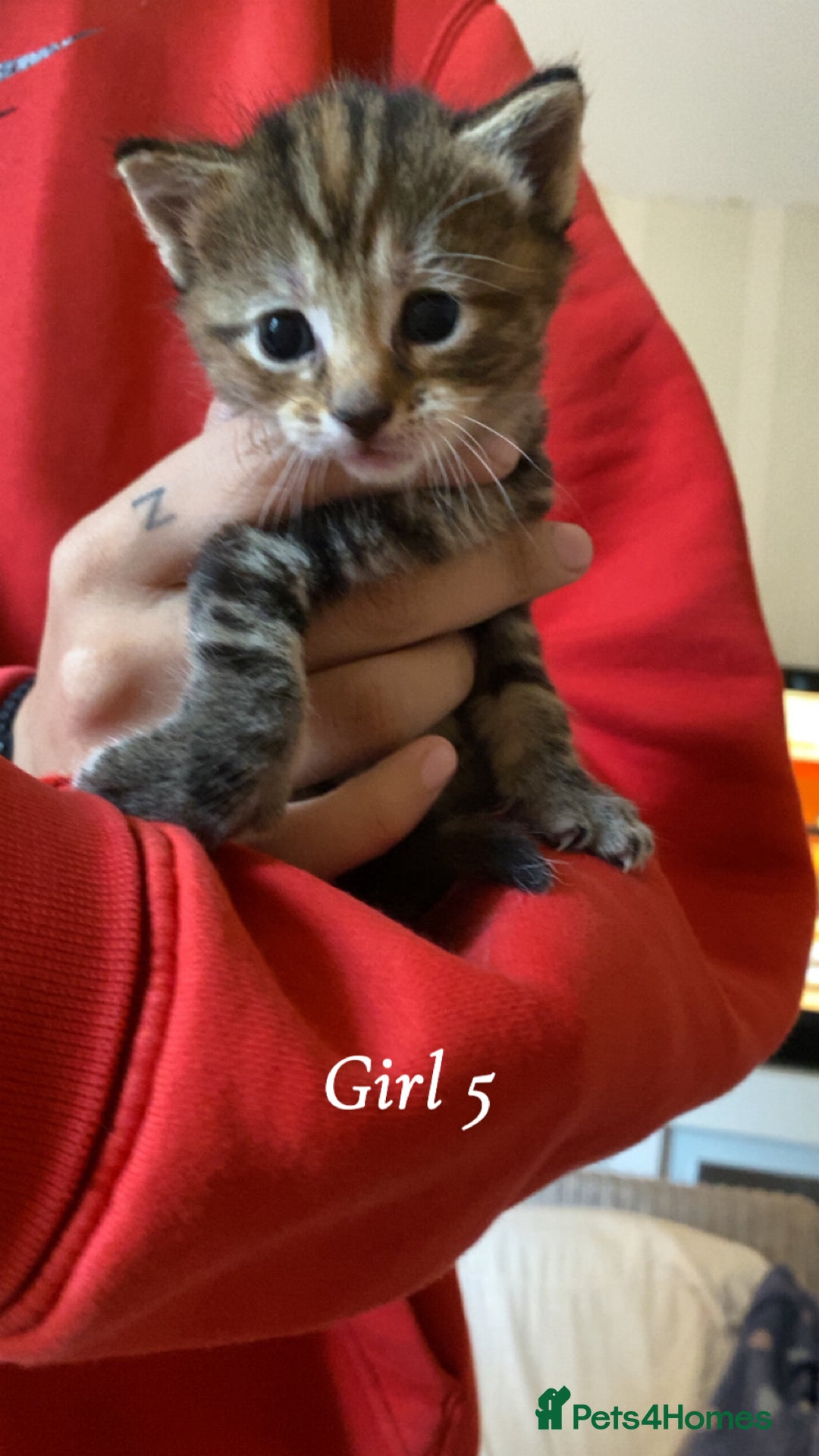 Mixed Breed cats for sale: 6 mixed breed kittens - Image 6