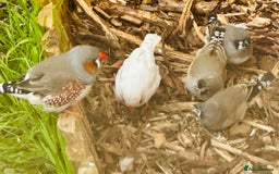 Finches birds for sale: Zebra Finches  - Image 2