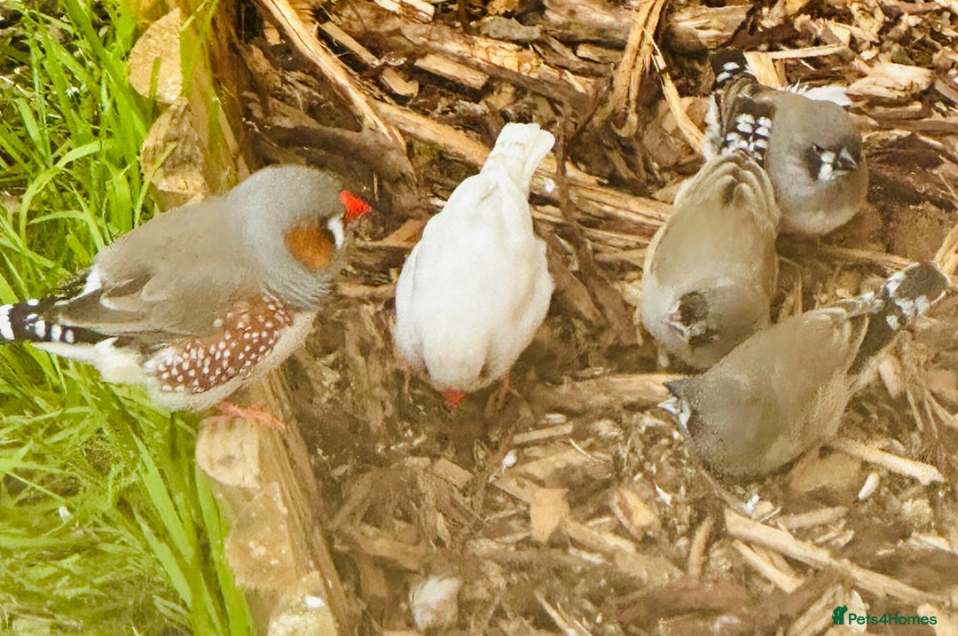 Finches birds for sale: Zebra Finches  - Image 2