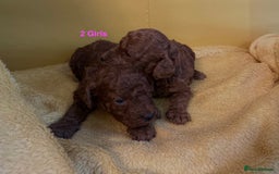 Toy Poodle dogs for sale: Stunning Deep Red Toy Poodles 🐩 Ready 16th Oct - Image 11