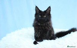 Maine Coon cats for sale: 🔥Last Maine Coon kitten available 🔥 - Image 10