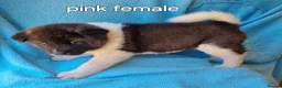 Akita dogs for sale: Akita pups in Middlesbrough - Advert 13