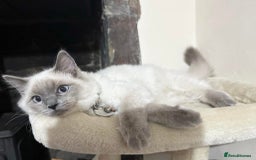 Ragdoll cats for sale: Half Ragdoll Kittens - Image 10