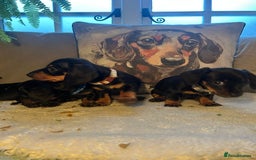 Miniature Dachshund dogs for sale: Beautiful Very Miniature Dachshunds - Advert 5