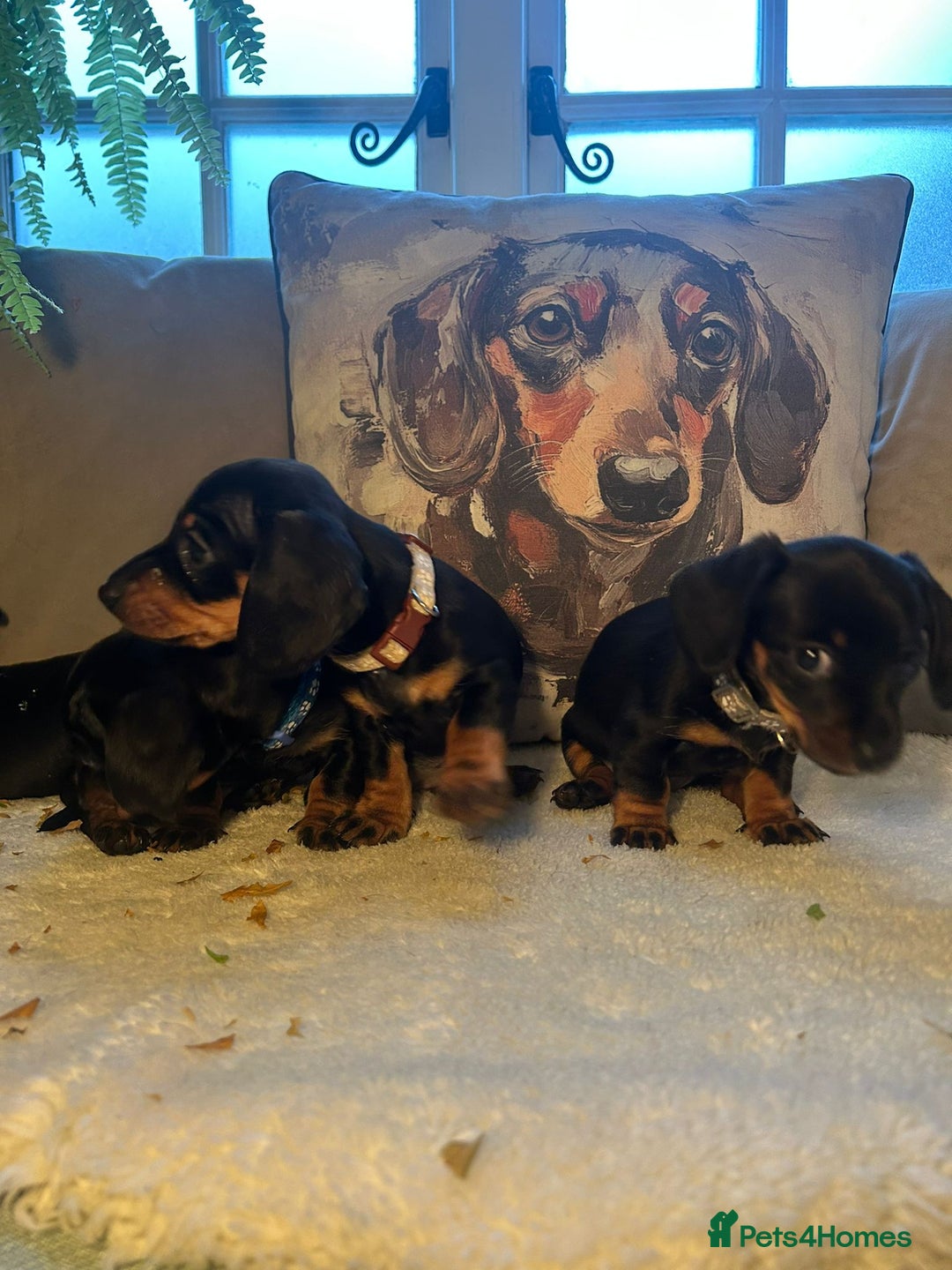 Miniature Dachshund dogs for sale: Beautiful Very Miniature Dachshunds - Advert 5