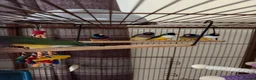Finches birds for sale: Two young Gouldian finches  - Advert 2