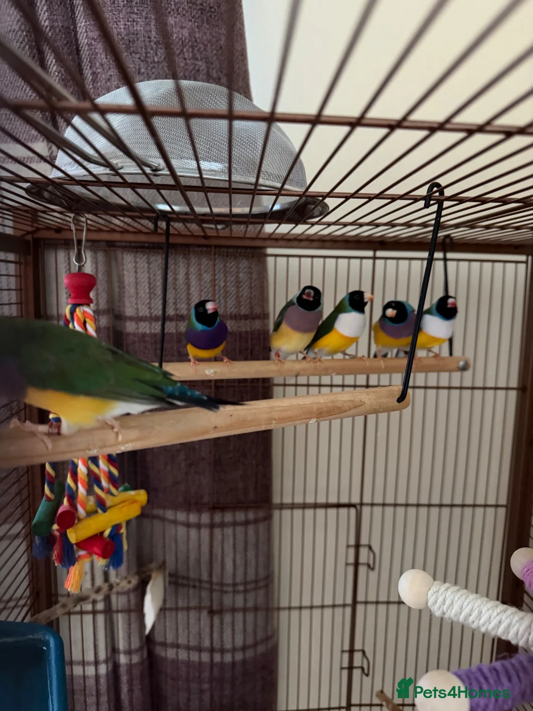 Finches birds for sale: Two young Gouldian finches  - Advert 2