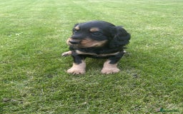 Cocker Spaniel dogs for sale: Cocker spaniel puppies - Image 19