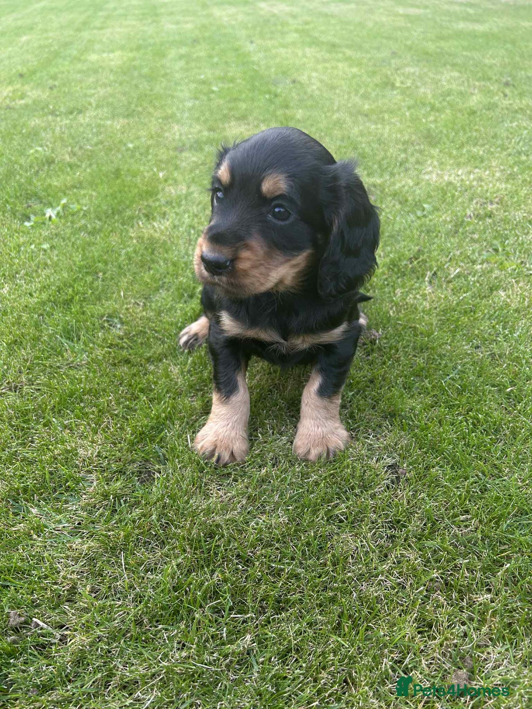 Cocker Spaniel dogs for sale: Cocker spaniel puppies - Image 19