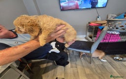 Cavapoo dogs for sale: TWO LITTLE FUR BABIES LEFT  - Image 31