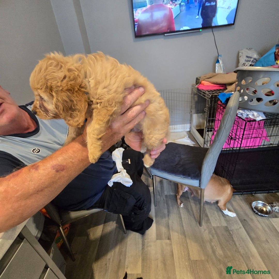 Cavapoo dogs for sale: TWO LITTLE FUR BABIES LEFT  - Image 31