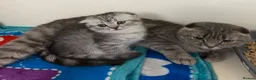 Scottish Fold cats for sale: Scottish fold and Scottish straight kittens - Advert 13