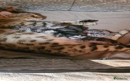 Bengal cats for sale: Full pedigree bengal kittens - Image 18