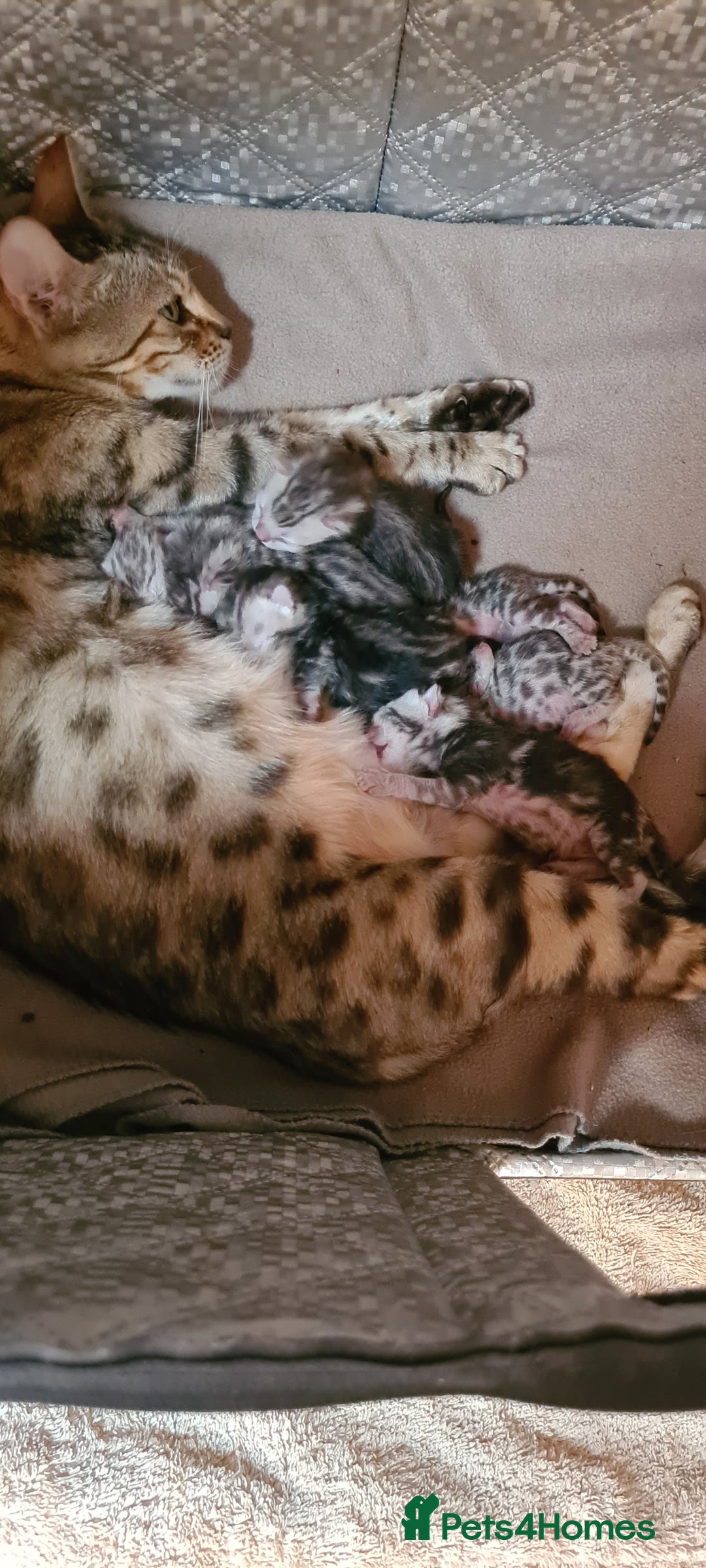 Bengal cats for sale: Full pedigree bengal kittens - Image 18