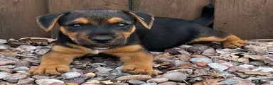 Mixed Breed 2