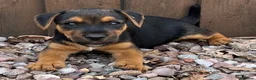 Mixed Breed dogs for sale: Russell x Lakeland pups - Advert 7