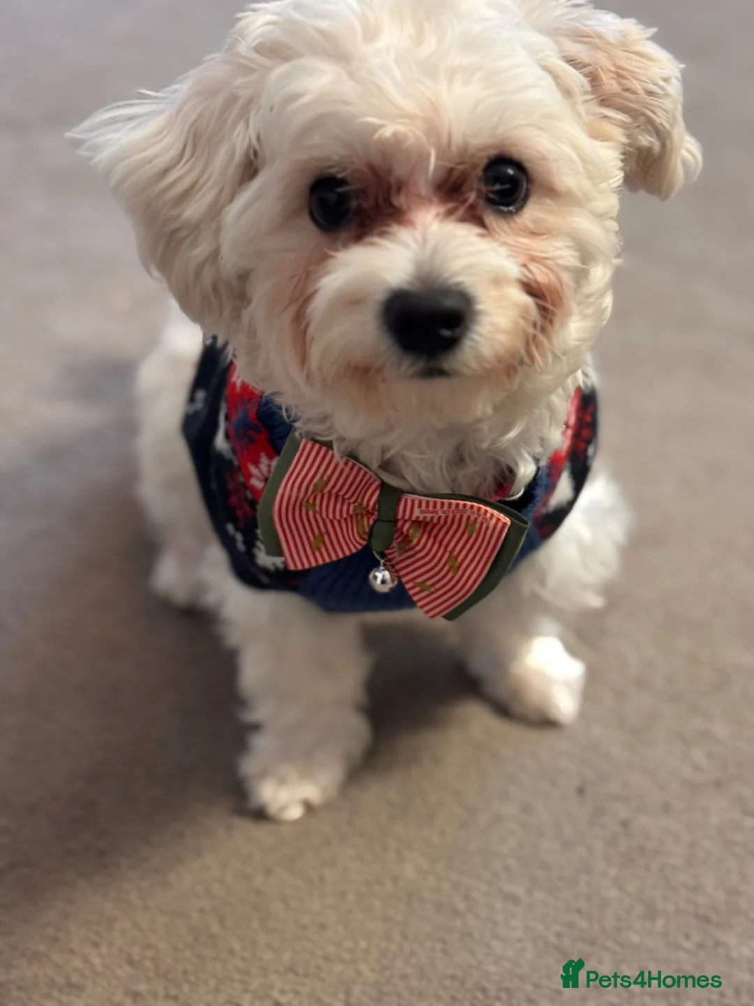 Maltese dogs for sale: 10month Maltese  - Advert 2