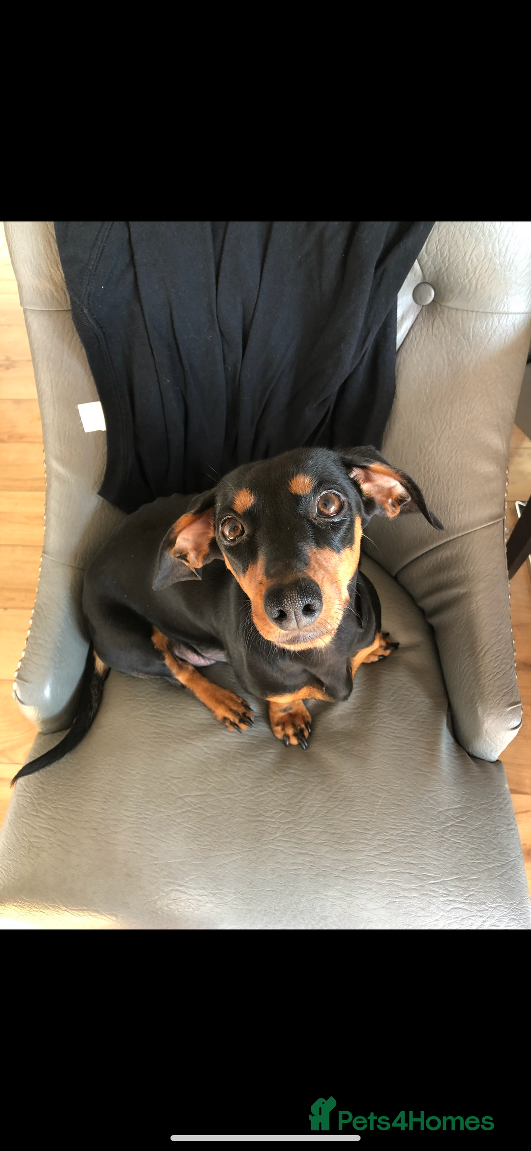 Chihuahua dogs for sale: Dachshund cross chihuahuas Puppys  - Advert 1