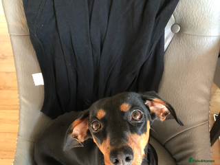 Chihuahua dogs Dachshund cross chihuahuas Puppys - Advert 1